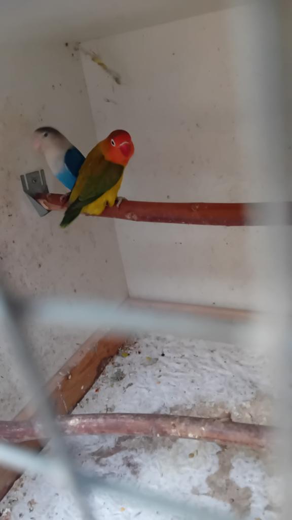 Dunfallow fischeri, ook splitten en kanssplitten, Meerdere dieren, Parkiet, Geringd