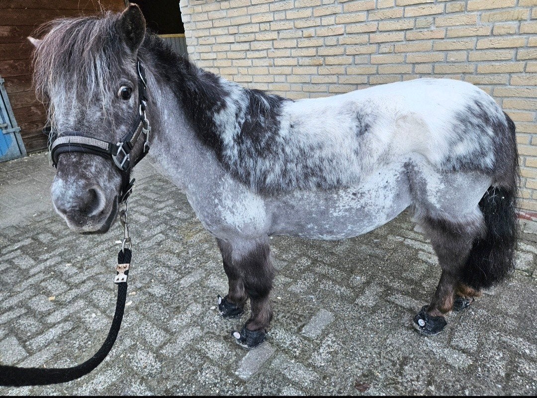 Verzorger gezocht, Ophalen of Verzenden