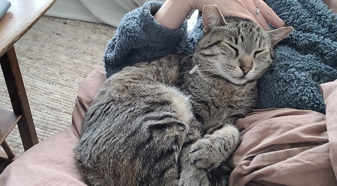 Lieve aanhankelijk poes Sissi (6 jaar) zoekt een nieuw thuis, Poes