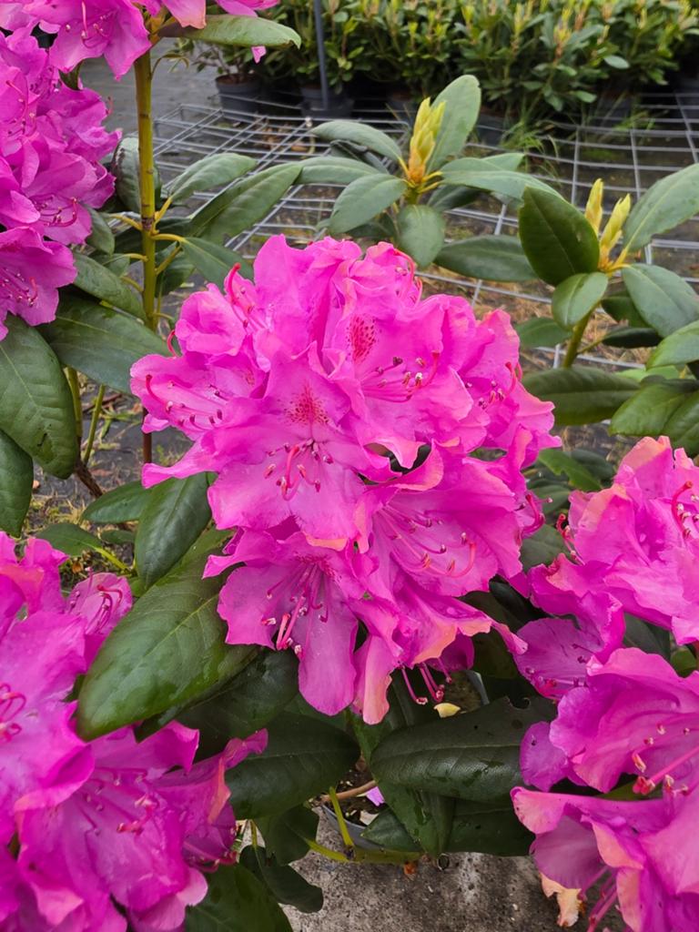 50x Rhododendron Roseum Elegans Roze 60\70 cm, Tuin en Terras, Planten | Struiken en Hagen, Ophalen, Rhododendron, Struik, Minder dan 100 cm
