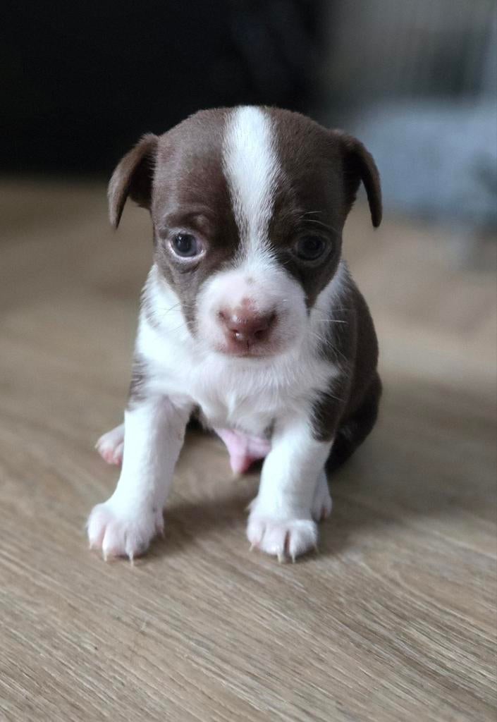 Chihuahua puppys, 8 tot 15 weken, Meerdere, Meerdere dieren, Chihuahua