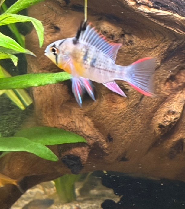 Vrouw Mikrogeophagus altispinosa - boliviaanse antennebaars, Vis, Zoetwatervis
