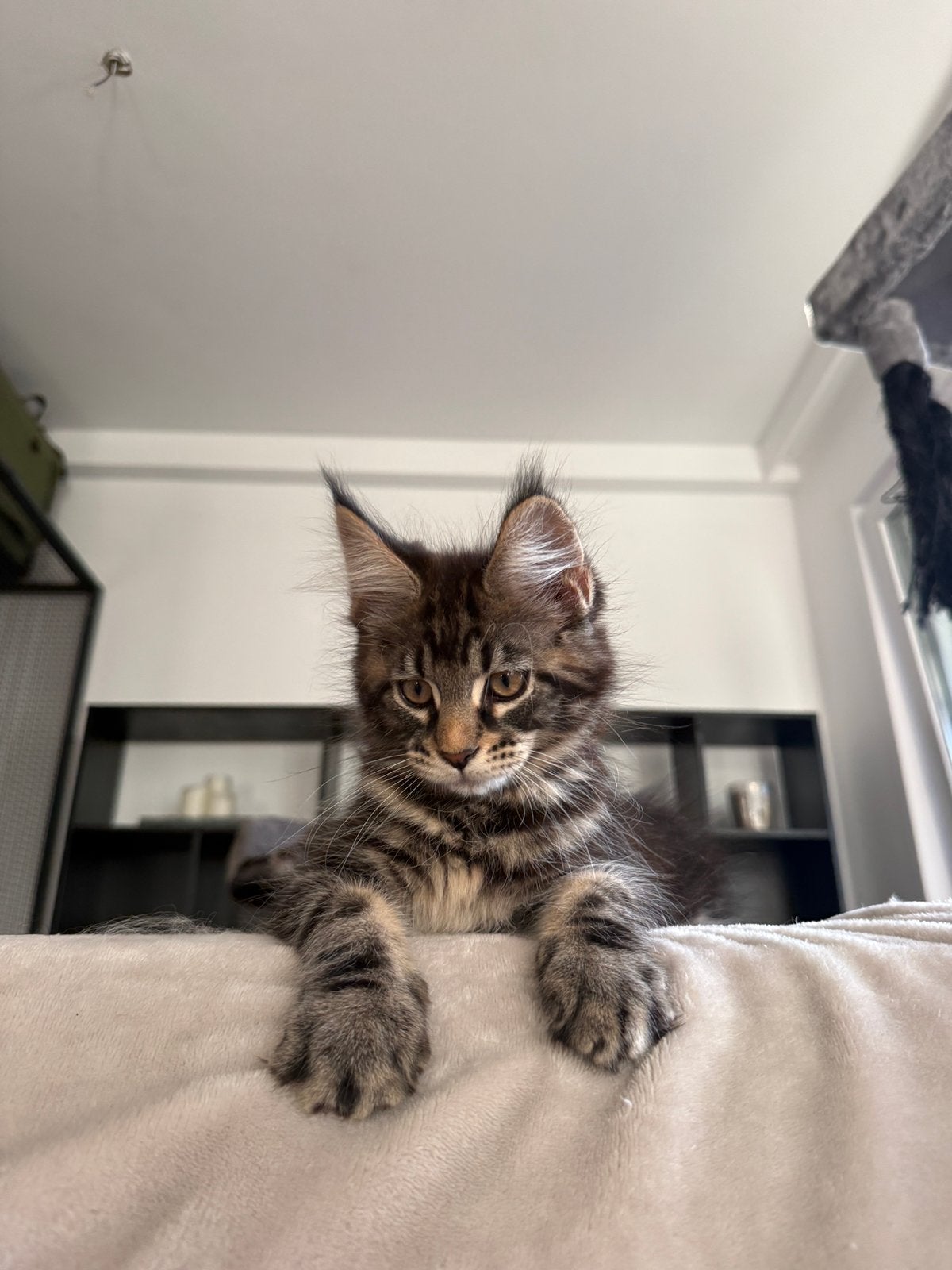 Maine Coon Kittens, Dieren en Toebehoren, Poes, Gechipt