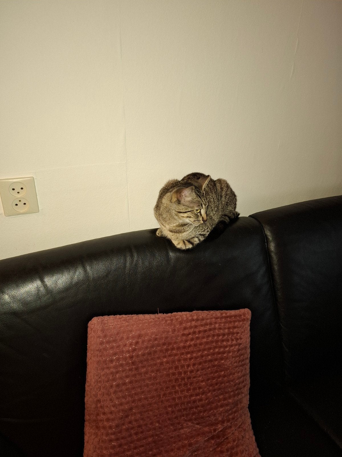 Lieve tijger kat, Dieren en Toebehoren, Katten en Kittens | Raskatten | Korthaar, Kater