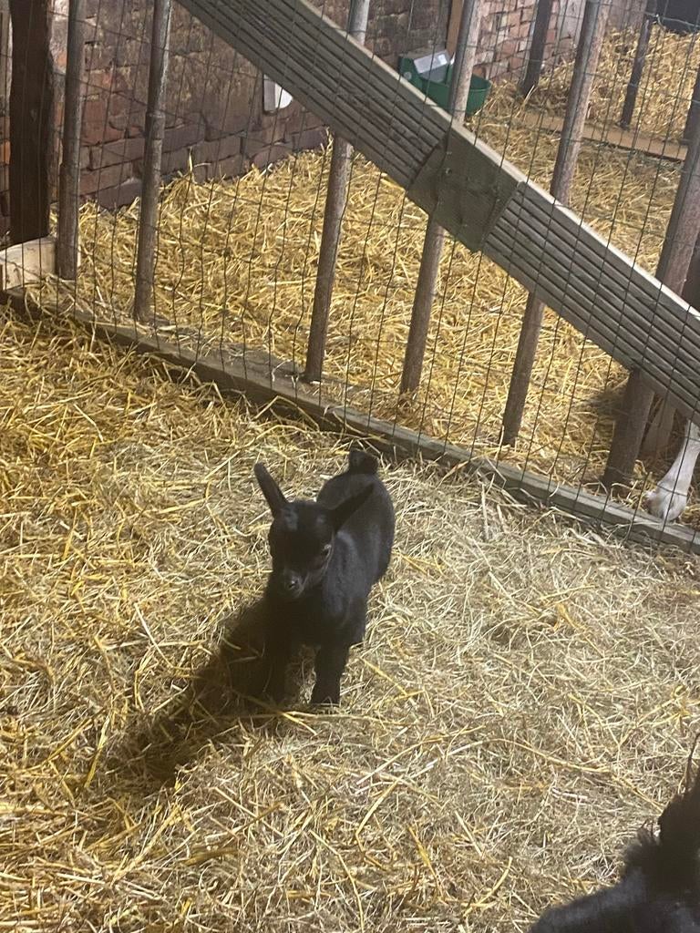 zeer mooi dwerg geit bokje, Dieren en Toebehoren, Schapen, Geiten en Varkens, Mannelijk, Geit