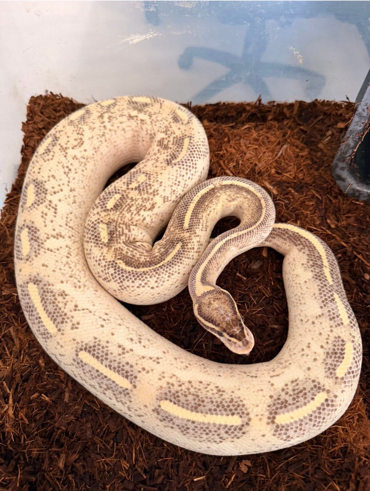 0.1 Highway ballpython Ball Python - female for sale from Sofie