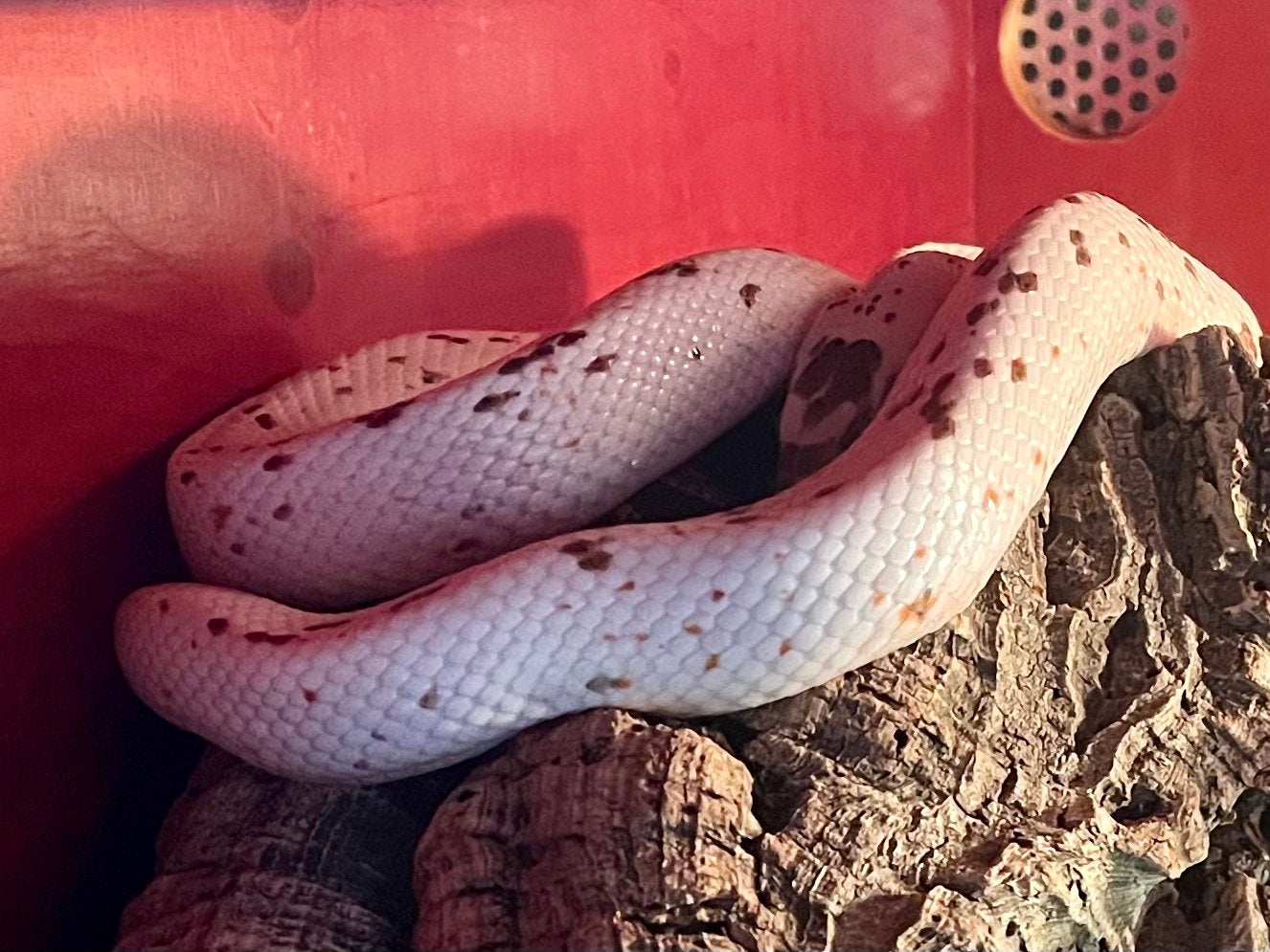 Kweekkoppel guttatus caramel / palmetto, Slang, 3 tot 6 jaar
