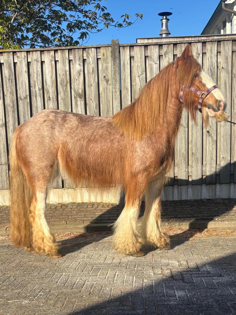 super lieve kinder pony, Merrie