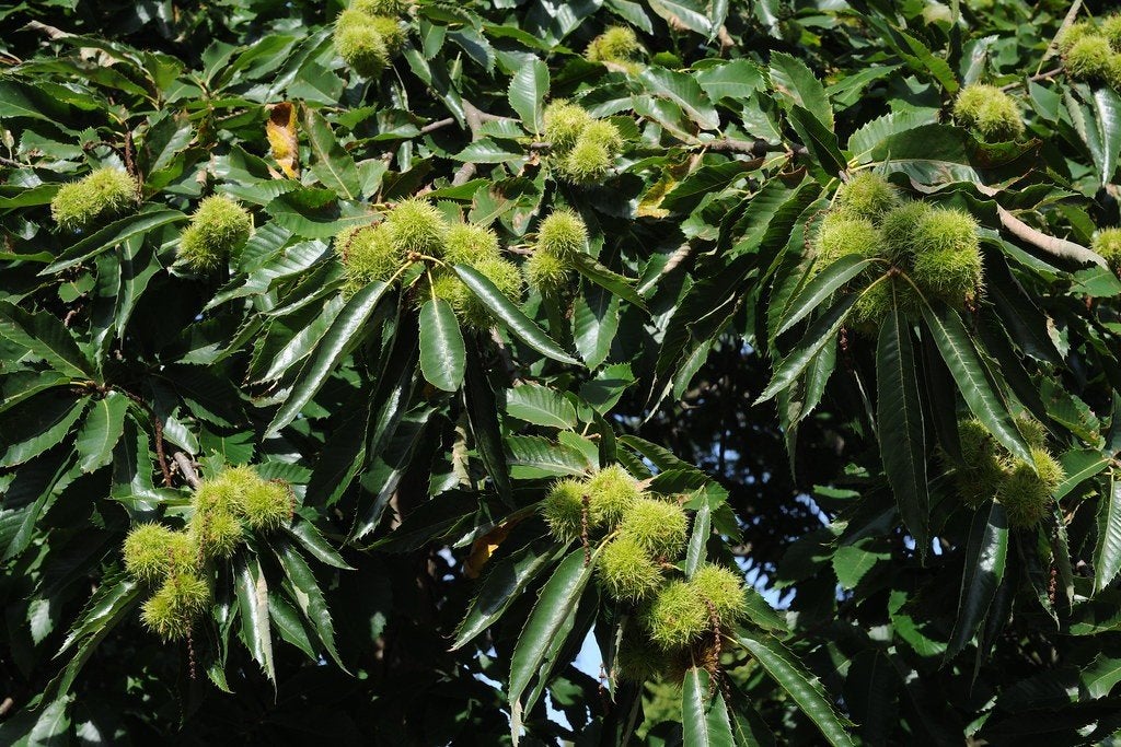 Laatste 4 Castanea sativa / Tamme Kastanje 300 cm, Tuin en Terras, Planten | Bomen, 250 tot 400 cm, Zomer, Volle zon, In pot