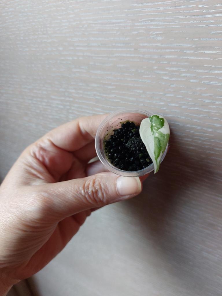 Alocasia maharani albo, Ophalen of Verzenden, Overige soorten, Halfschaduw