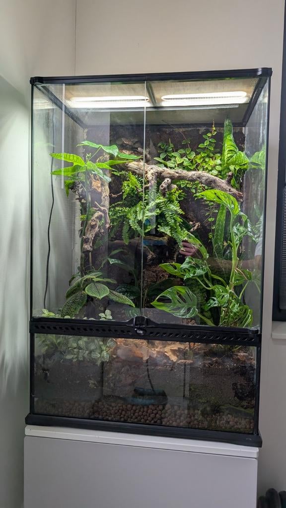 Bioactief terrarium + Wimpergekko, Dieren en Toebehoren, Ophalen, Zo goed als nieuw, Terrarium of Paludarium
