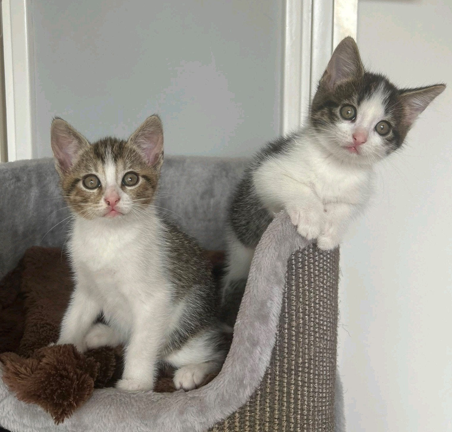 2 lieve kittens (meisjes) zoeken nieuw thuis, Poes, Kortharig, 0 tot 2 jaar