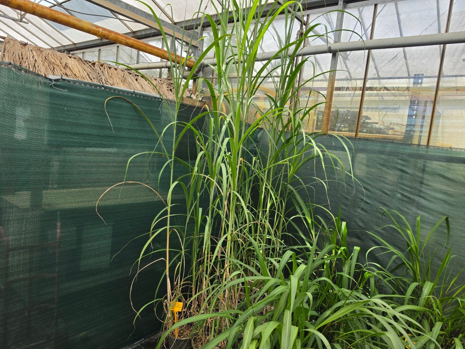 Miscanthus sacchariflerus subsp Lutarioriparius, Ophalen, Overige soorten, Volle zon