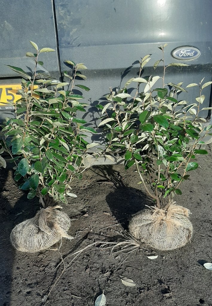 VANAF OKTOBER: Elaeagnus ebbingei en Compacta Olijfwilg, Tuin en Terras, Planten | Struiken en Hagen, Ophalen, Overige soorten