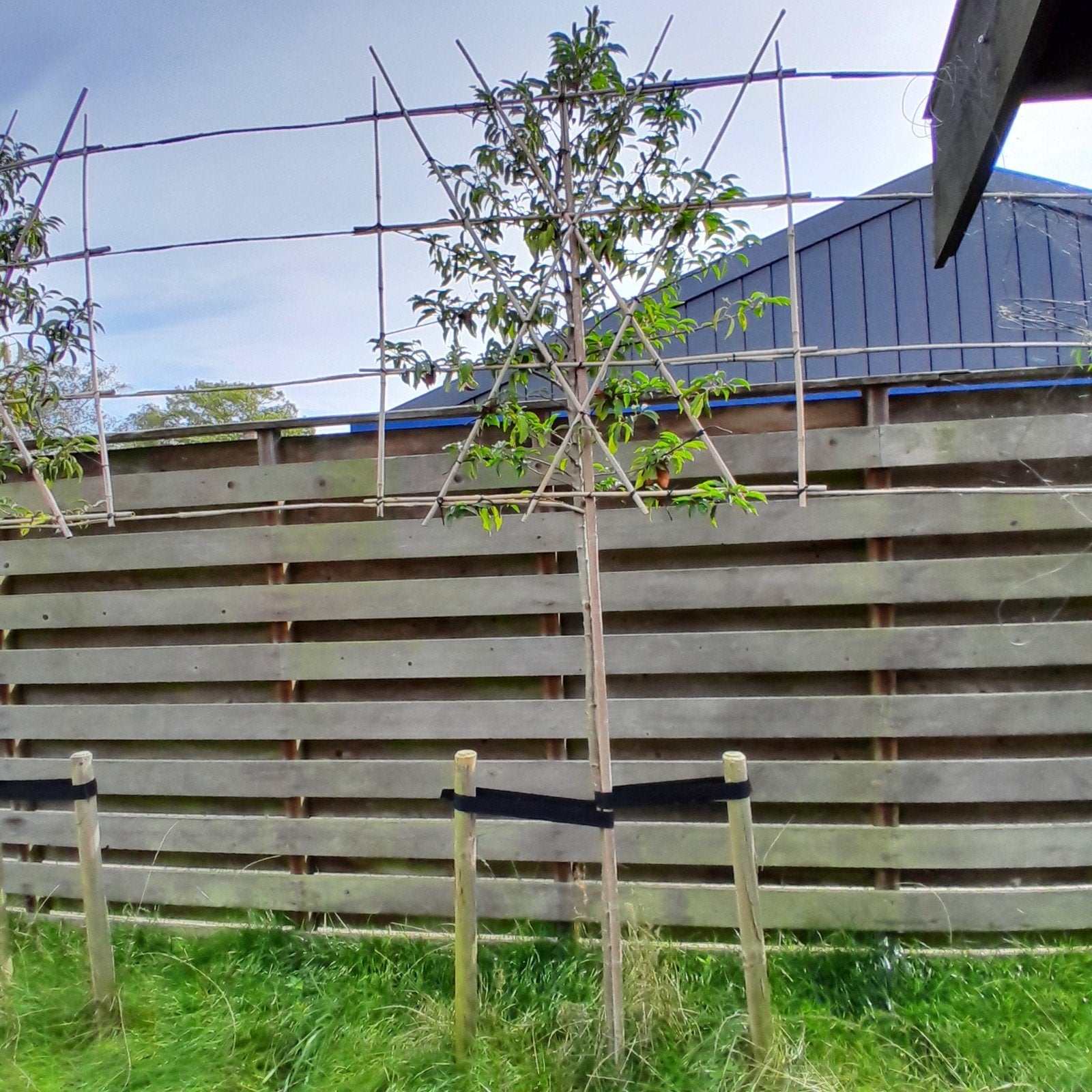 Jonge Portugese laurier boompjes voor een natuurlijke afsche, Tuin en Terras, Ophalen, Overige soorten, Haag, 100 tot 250 cm