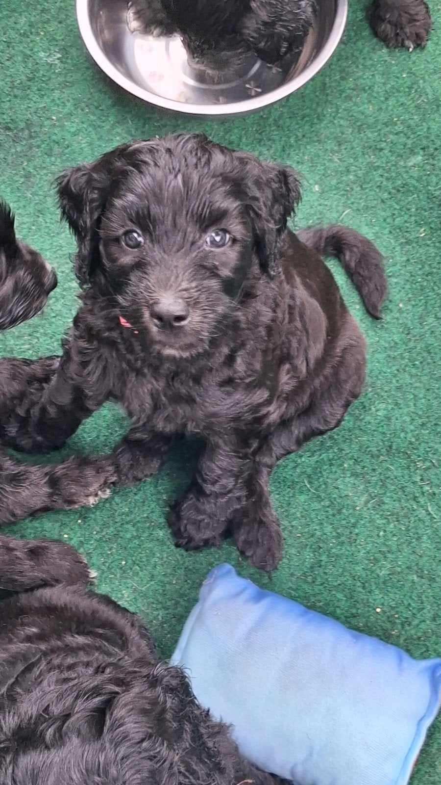 Laatste pups zoeken een blijvend thuis Koningspoedel, Poedel, 8 tot 15 weken, Meerdere, Meerdere dieren
