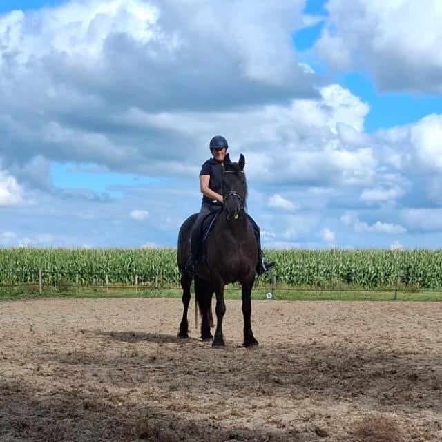Lieve 6 jarige stamboek merrie. 1.63m Wimer x Rik, Dieren en Toebehoren, Paarden, Merrie, B, 160 tot 165 cm, 3 tot 6 jaar