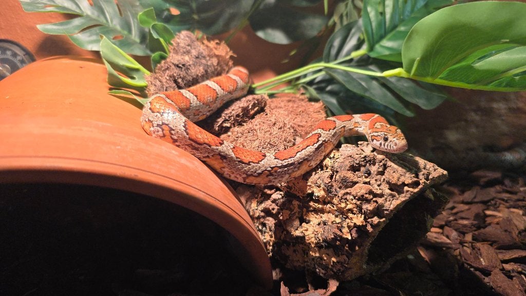 Rattenslang wildkleur: Man, incl terrarium Rat Snake photo 4
