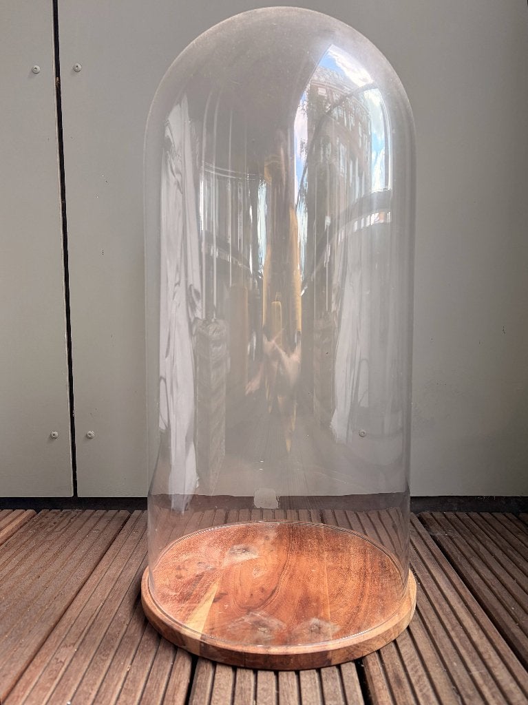 Grote Glazen Stolp op houten voet, Ophalen, 30 cm, Met voet, Zo goed als nieuw