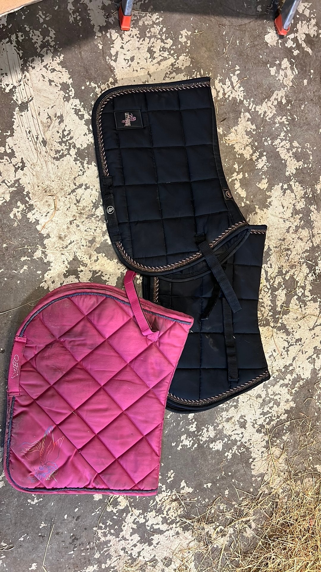 Dekjes te koop, BR, Shetlander/Mini, Dressuurdekje, Ophalen of Verzenden