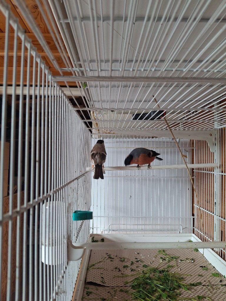 Forse goudvink man, Mannelijk, Wildzangvogel, Geringd