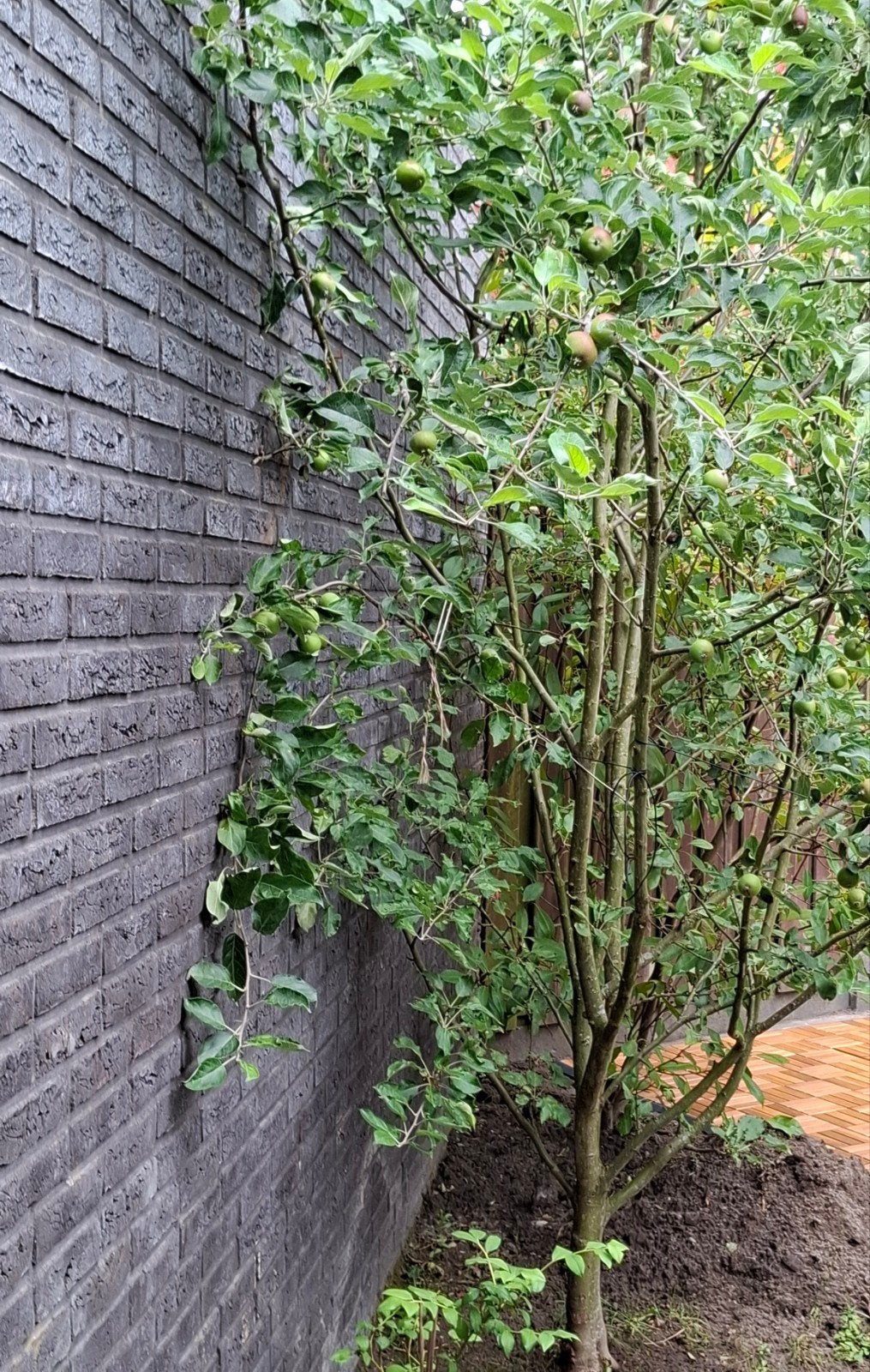 Appelboom en boom, Tuin en Terras, Planten | Bomen, Ophalen, Halfschaduw, Overige soorten, 100 tot 250 cm