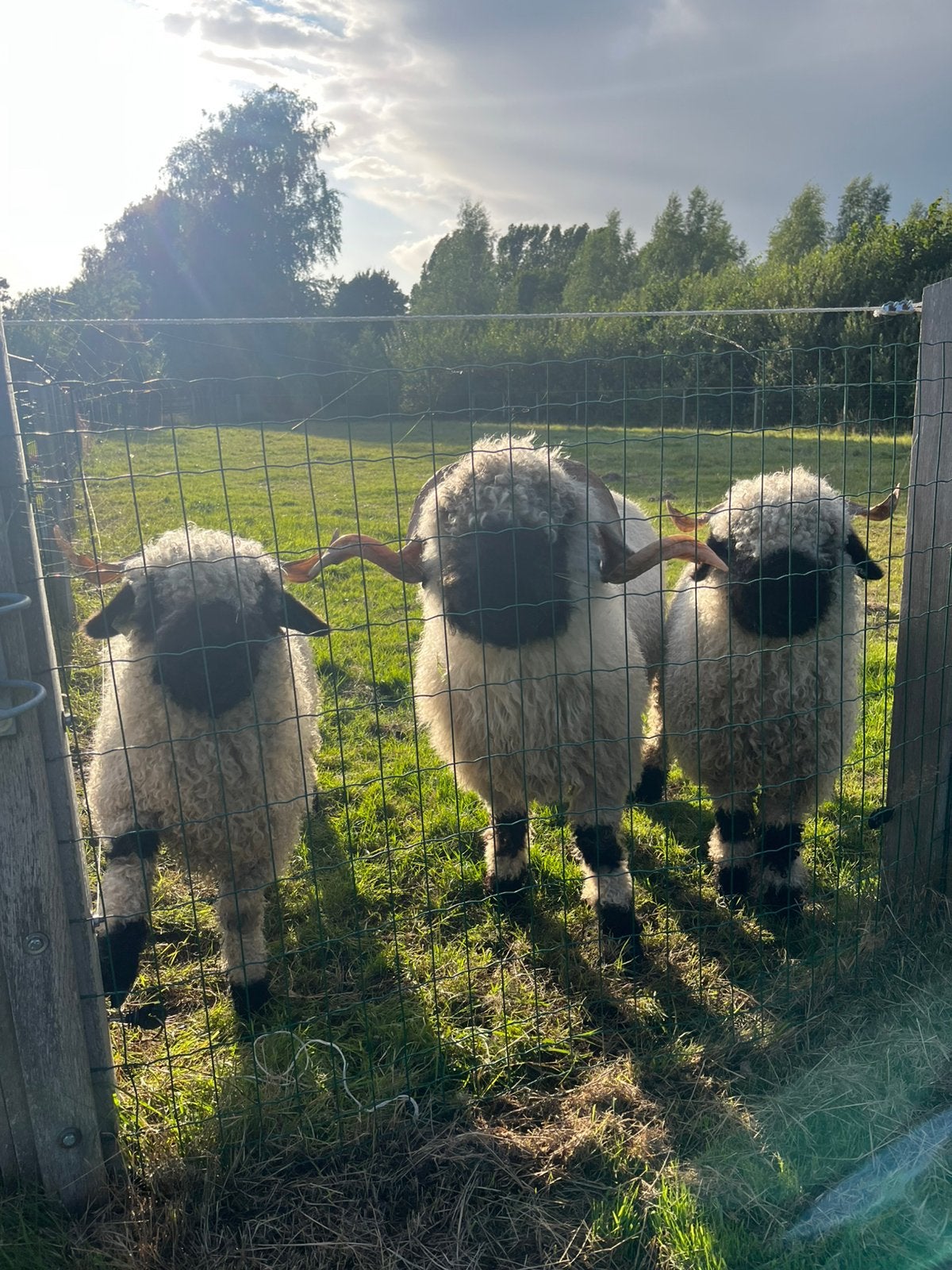 Te koop: 2 super lieve Walliser Schwarznase schapen, Meerdere dieren, Schaap