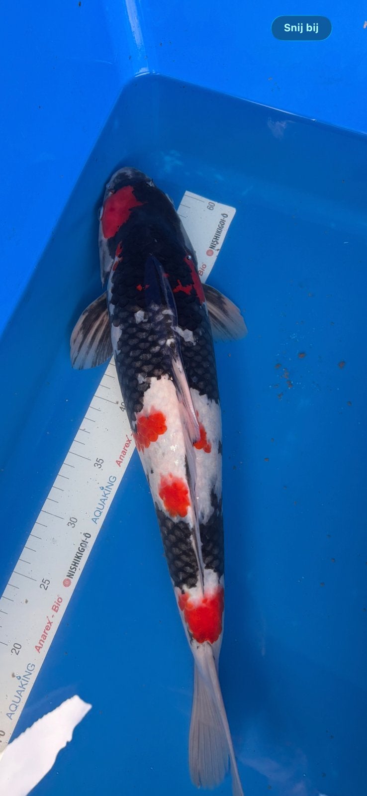 Prachtige dainichi showa - 50 cm - 2 jaar, Karper of Koi