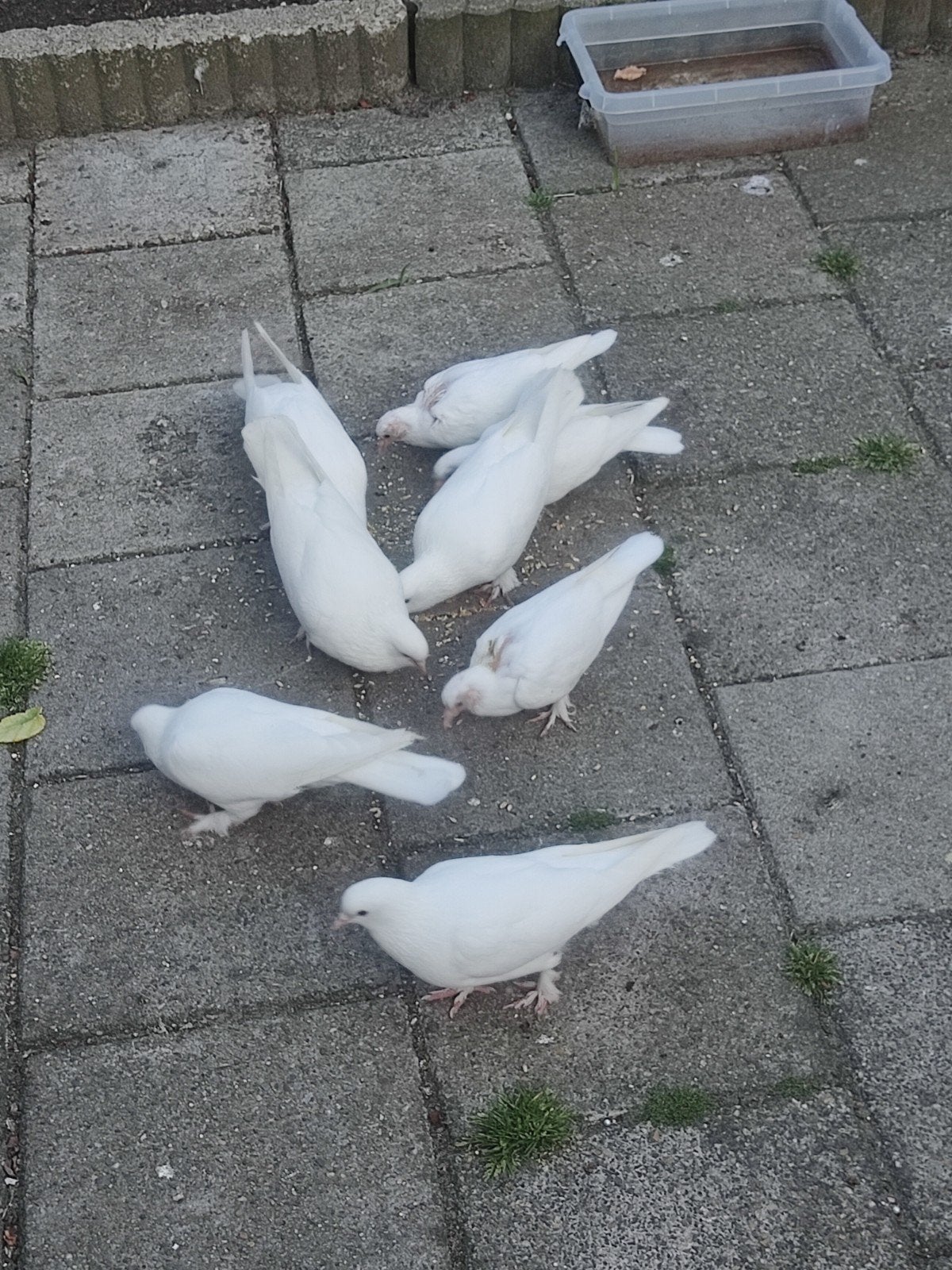 Takla Güvercin, Dieren en Toebehoren, Vogels | Duiven