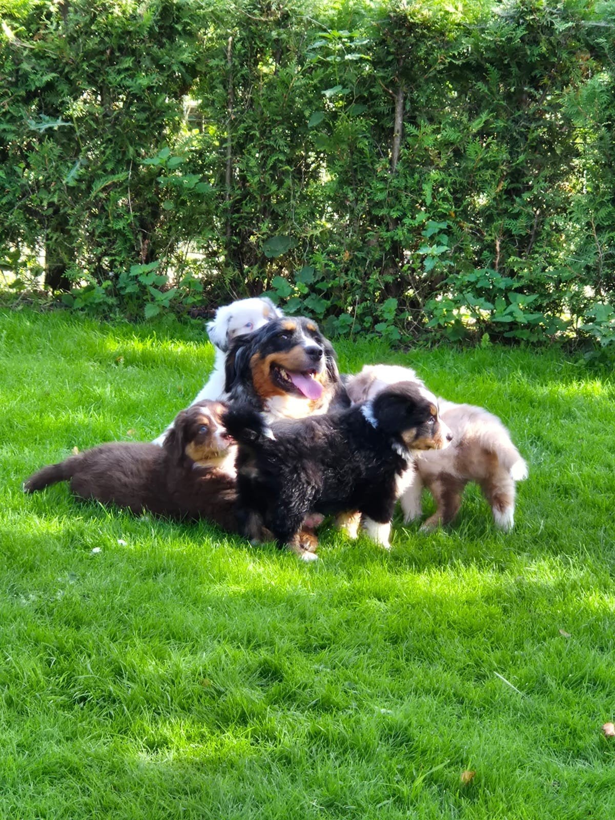 Australian sheperd pups, Dieren en Toebehoren, Nederland, Reu, Meerdere, Fokker | Professioneel
