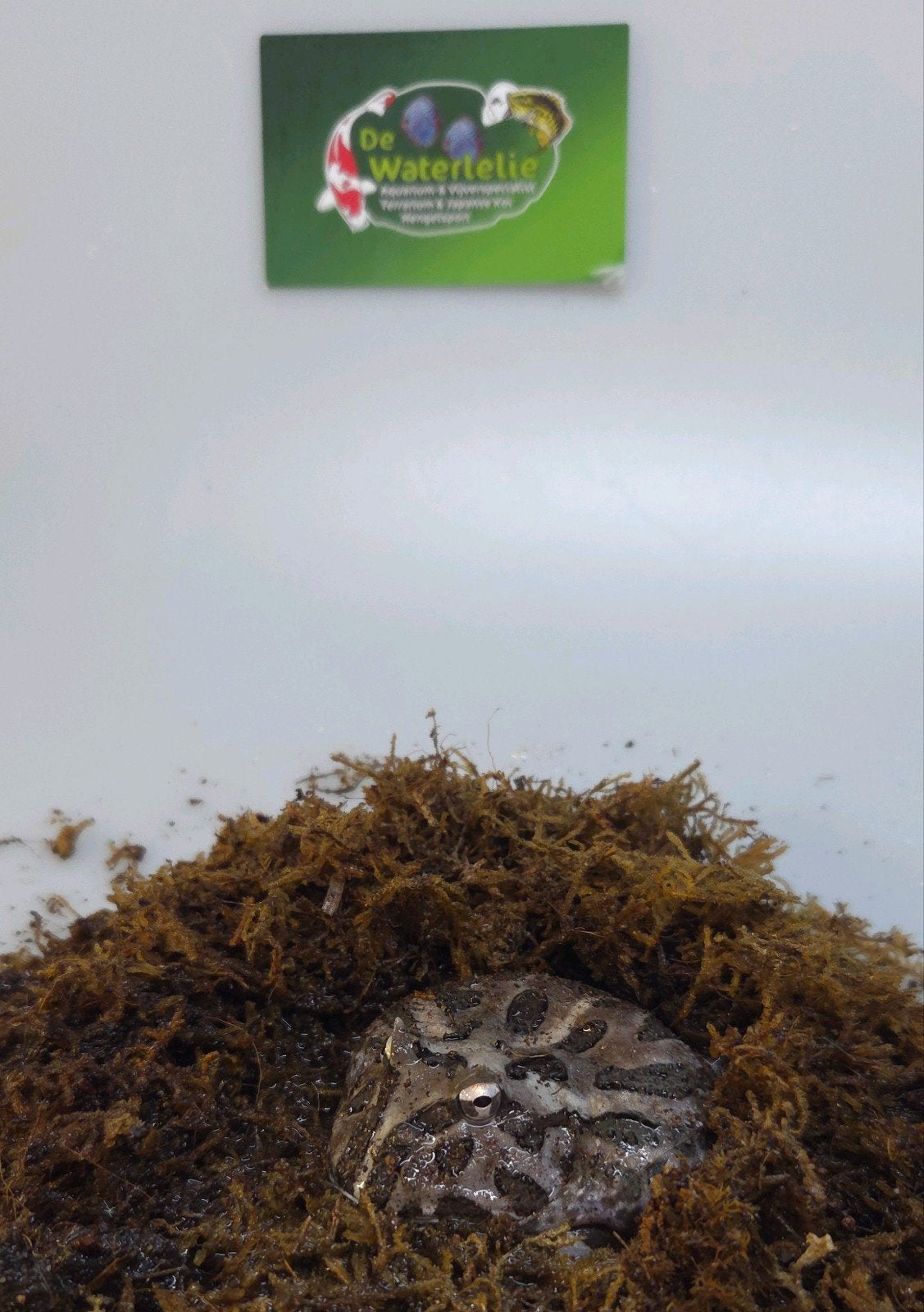 Pacman kikker Frog - unknown for sale from De Waterlelie BV