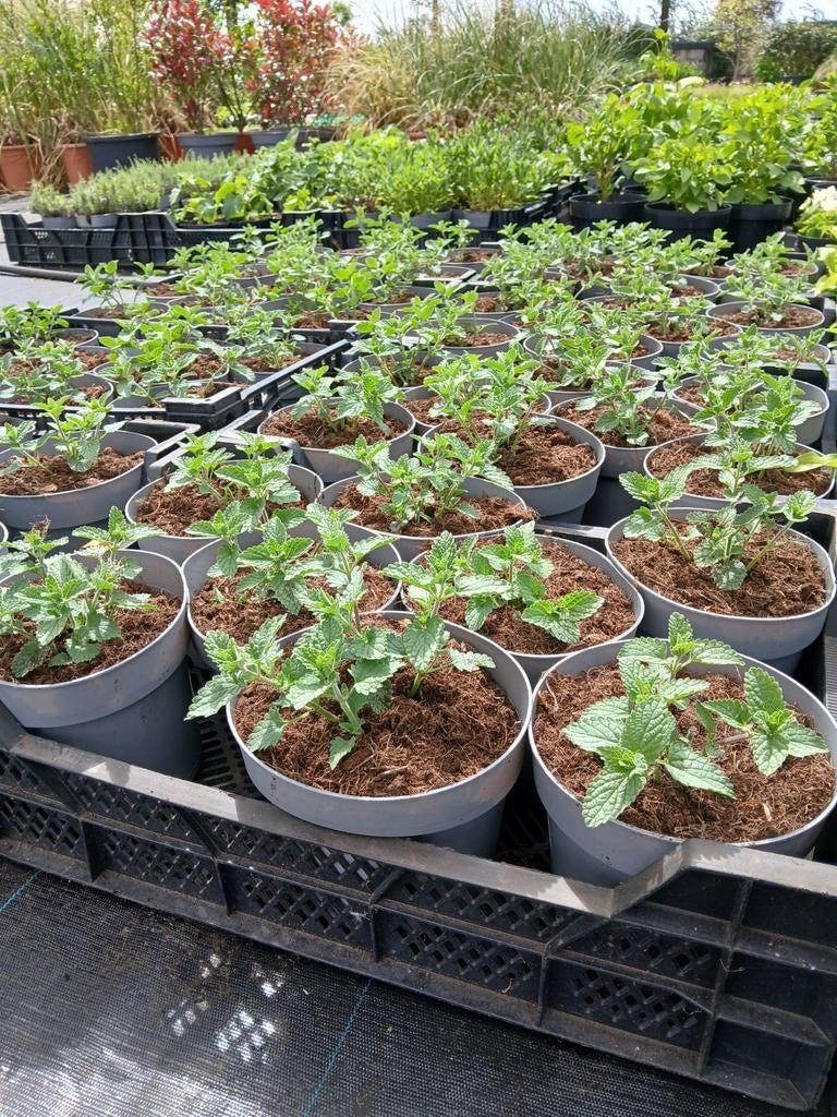 Nepeta 'Walker's Low' in 2 liter potten - Kattenkruid, Tuin en Terras, Planten | Tuinplanten, Ophalen, Overige soorten, Volle zon