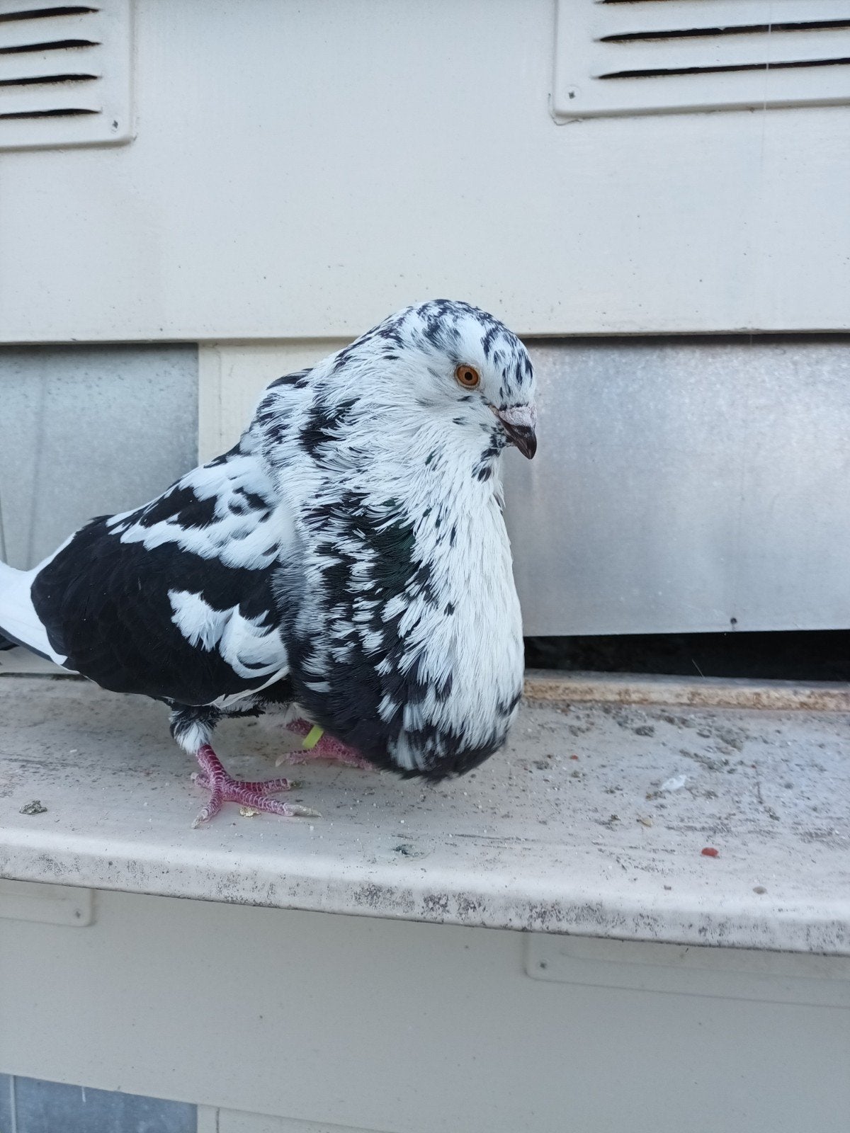 doffer en duif uit eigen vlucht, Dieren en Toebehoren, Meerdere dieren, Kropper