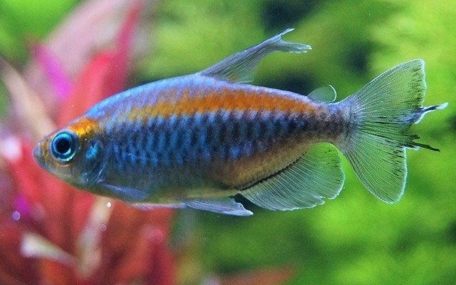 Phenacogrammus Interruptus / Kongozalm, Vis, Zoetwatervis, Schoolvis