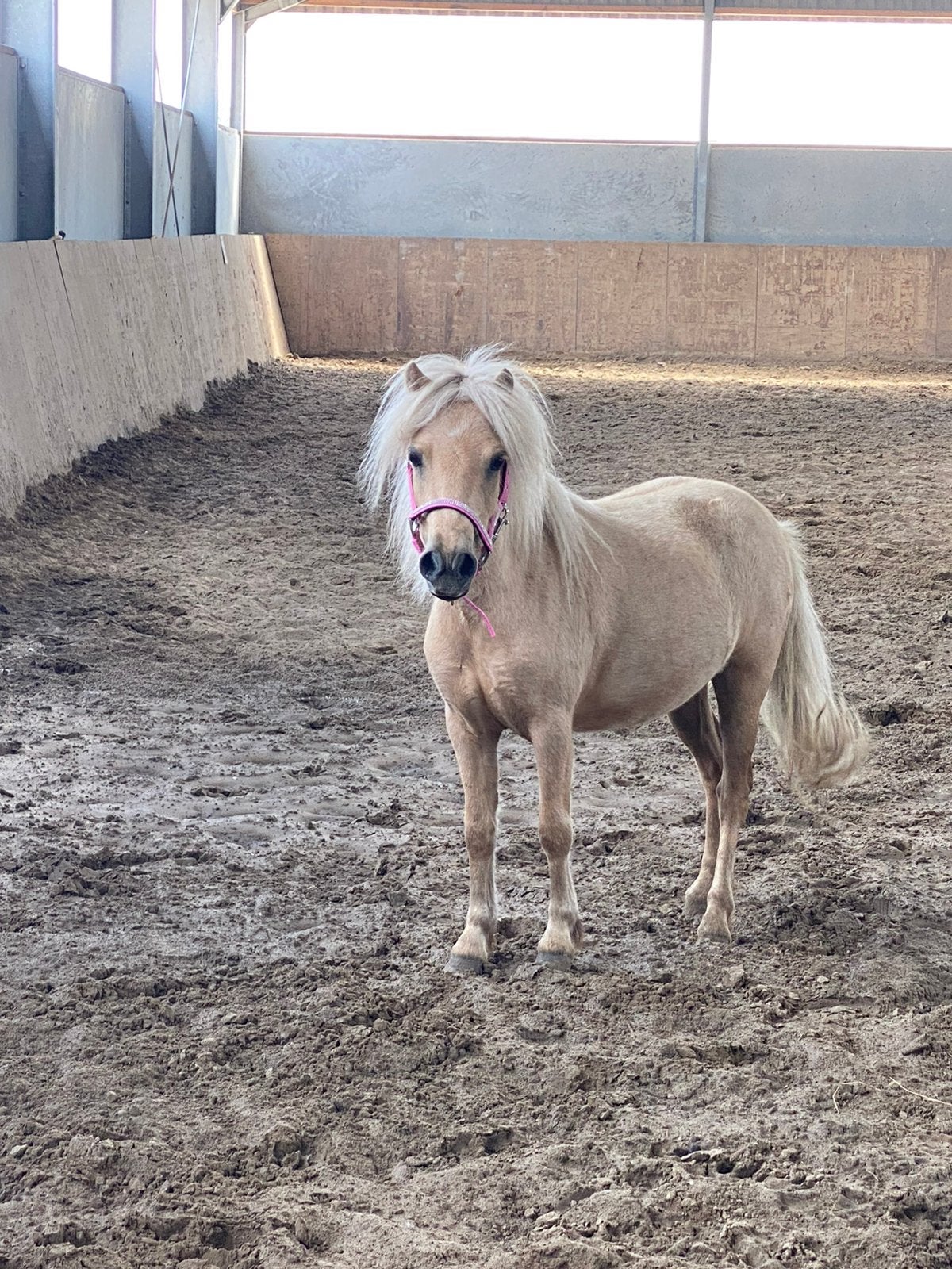 Te koop shetlander merrie, Dieren en Toebehoren, Pony's, Merrie, Zadelmak, 3 tot 6 jaar, Recreatiepony