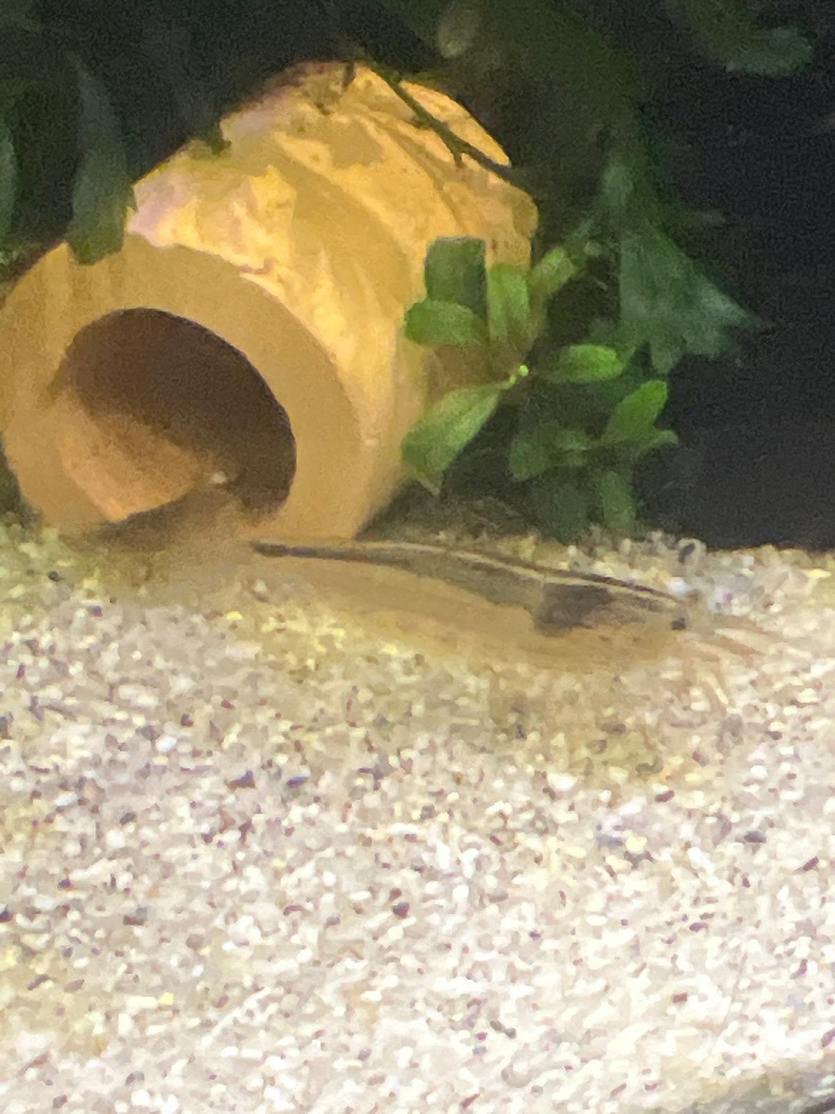 3 amano garnalen, Dieren en Toebehoren