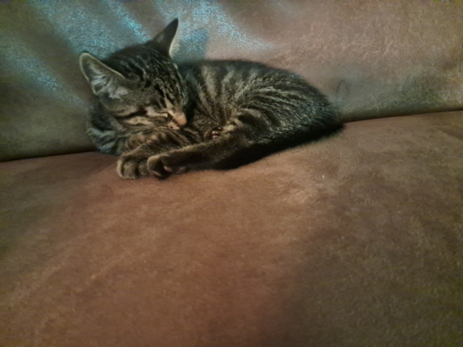 Lieve kater tijger kitten zoekt Forever Home, Dieren en Toebehoren, Kater