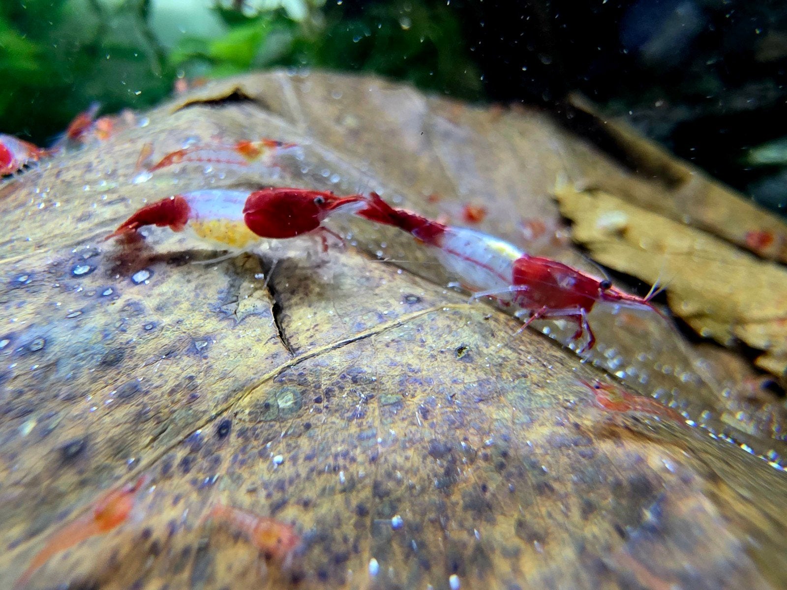 High grade Red rilli neocaridina garnalen!, Dieren en Toebehoren, Vissen | Aquariumvissen, Kreeft, Krab of Garnaal, Zoetwatervis