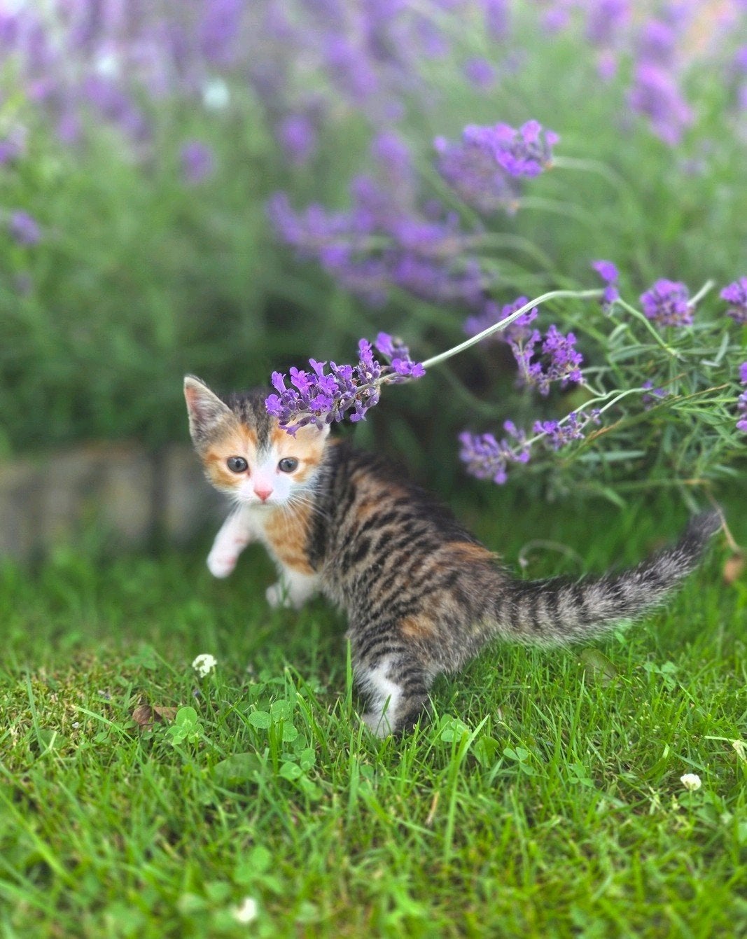 Lieve boerderijkitten TE KOOP!, Dieren en Toebehoren, Poes, Kortharig, 0 tot 2 jaar