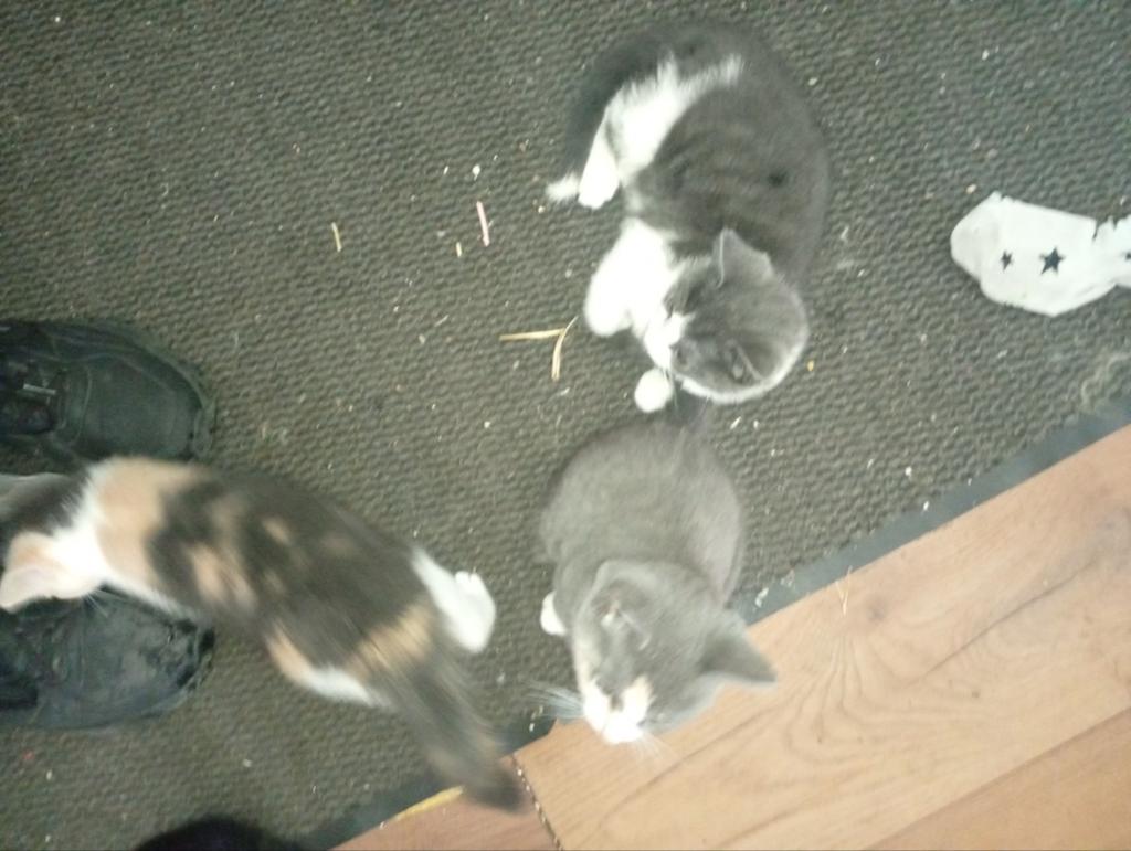 Te koop mooie kittens, Dieren en Toebehoren, Katten en Kittens | Raskatten | Langhaar, Meerdere dieren