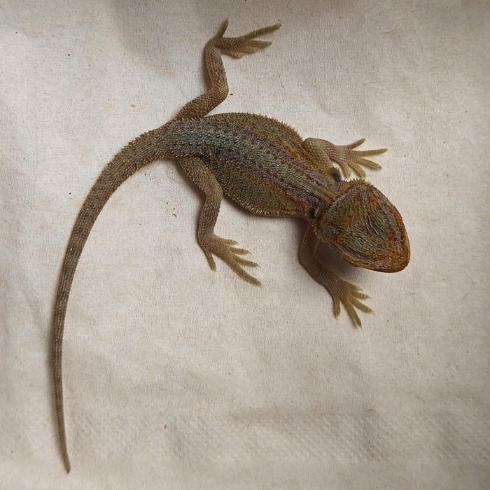pogona viticeps Bearded Dragon - unknown for sale from Dierenhandel EXOTICA