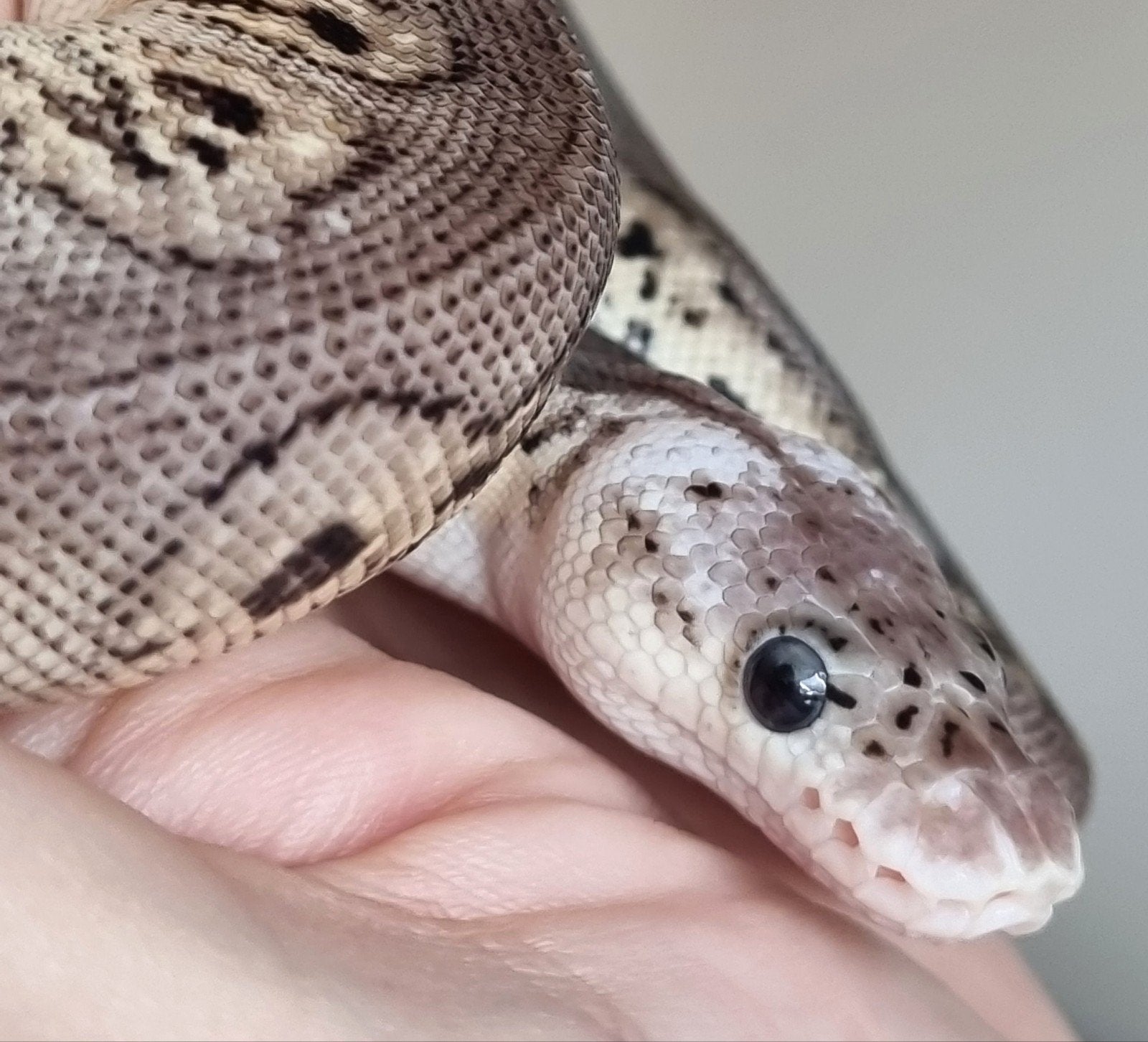 0.1 black pewter spotnose clown koningspython Ball Python - female for sale from Rocking Reptiles