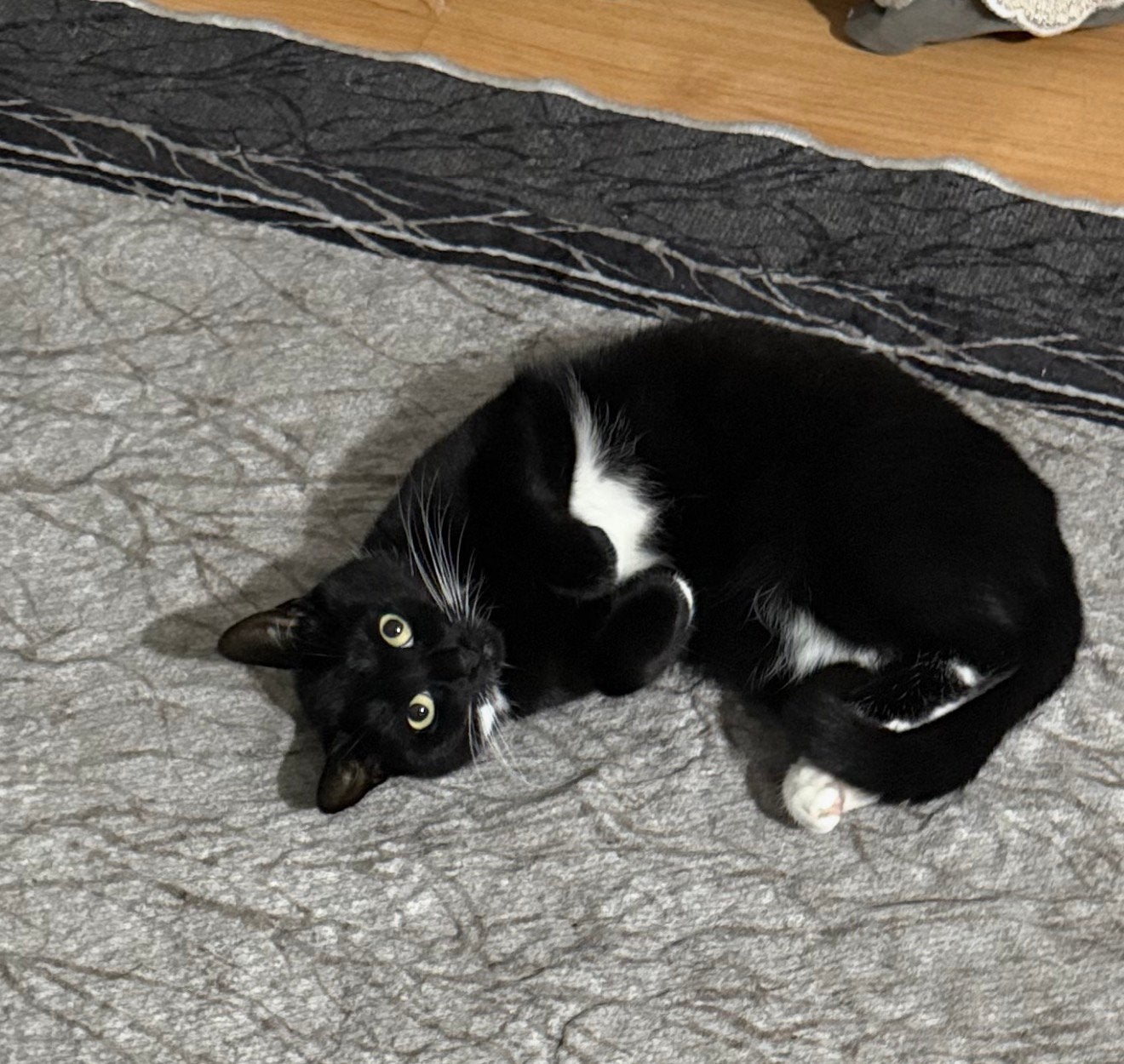 Gratis, Dieren en Toebehoren, Poes