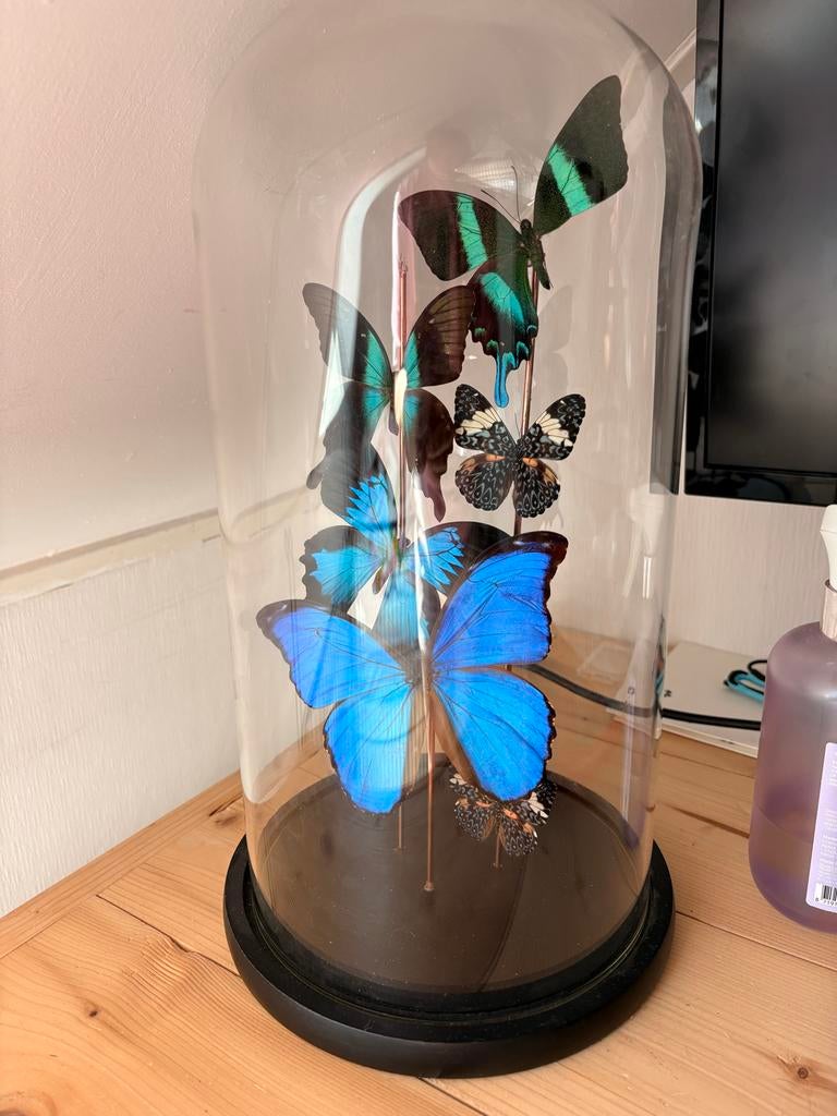 Opgezette vlinders in glazen stolp - Decoratie, Ophalen of Verzenden, Gebruikt