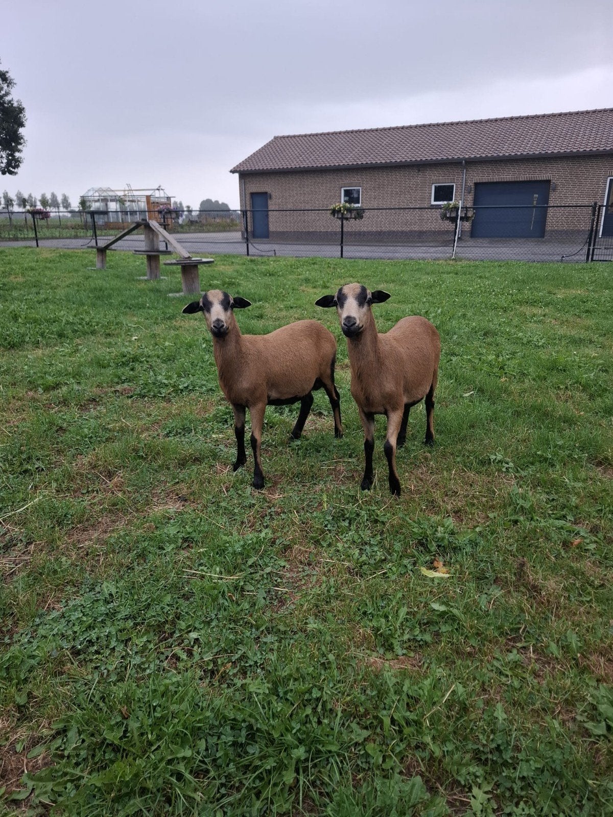barbados black belly Ram lammeren., Mannelijk, Schaap, 0 tot 2 jaar