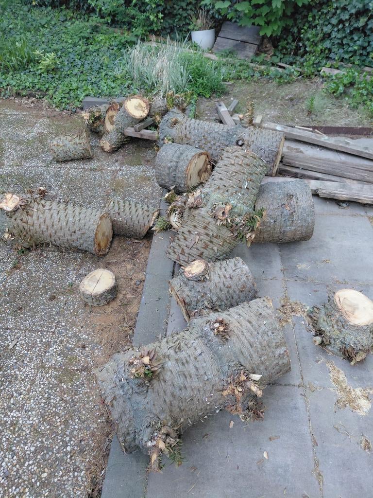 Hout van stam apenboom, Minder dan 3 m³, Ophalen, Stammen