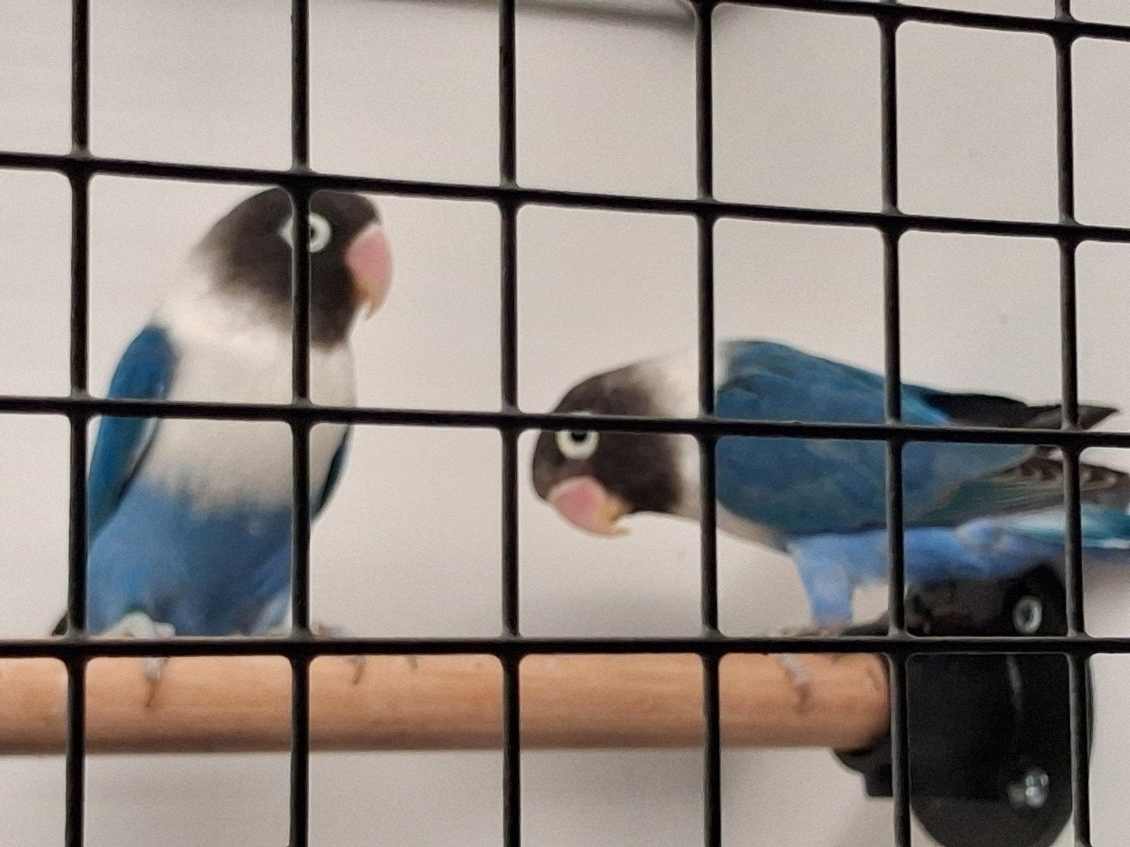 Te koop koppel personatas, Dieren en Toebehoren, Meerdere dieren, Parkiet, Geringd