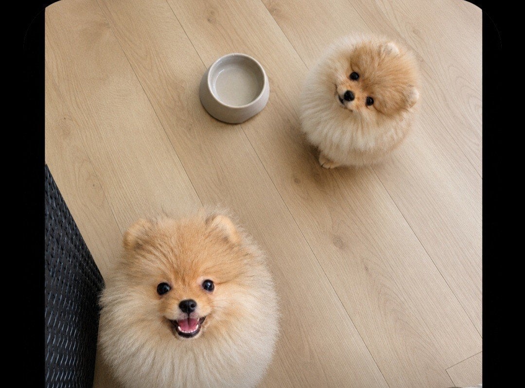 Pomeriaan pups teefjes te koop, Dieren en Toebehoren, Particulier, 15 weken tot 1 jaar, Buitenland, Teef