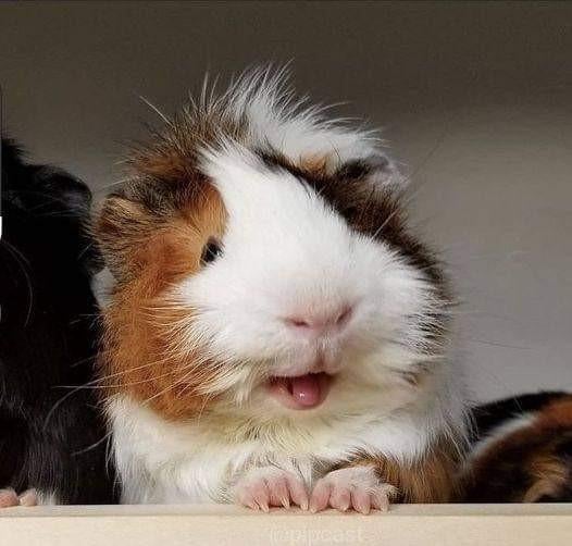Caviapension en Konijnenpension/ Vakantieopvang, Cavia, Januari, Meerdere dieren, Tam