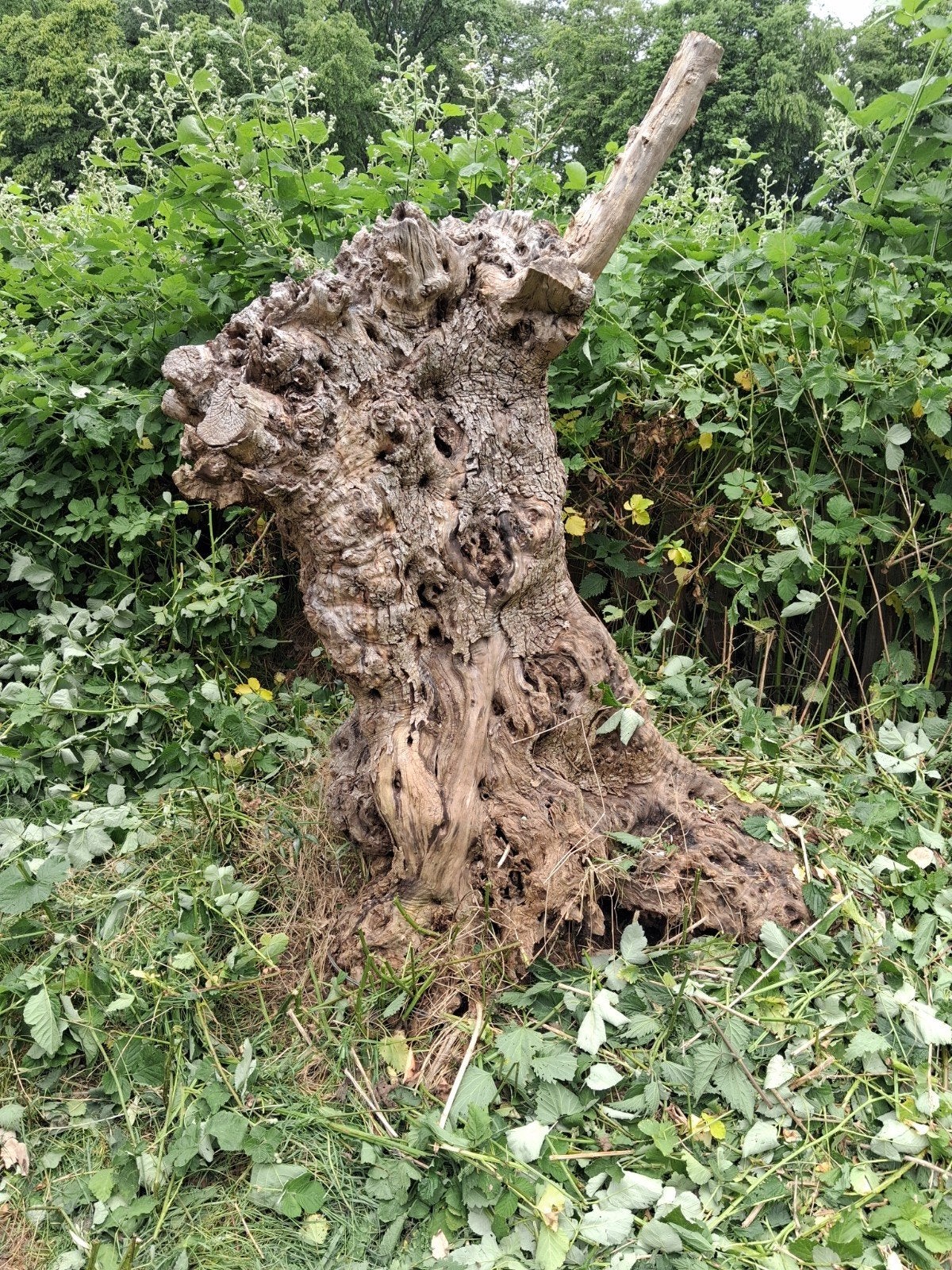 Olijfboom hout ophalen voor 25 juli inTwello., 100 tot 250 cm, Olijfboom, Zomer, Ophalen